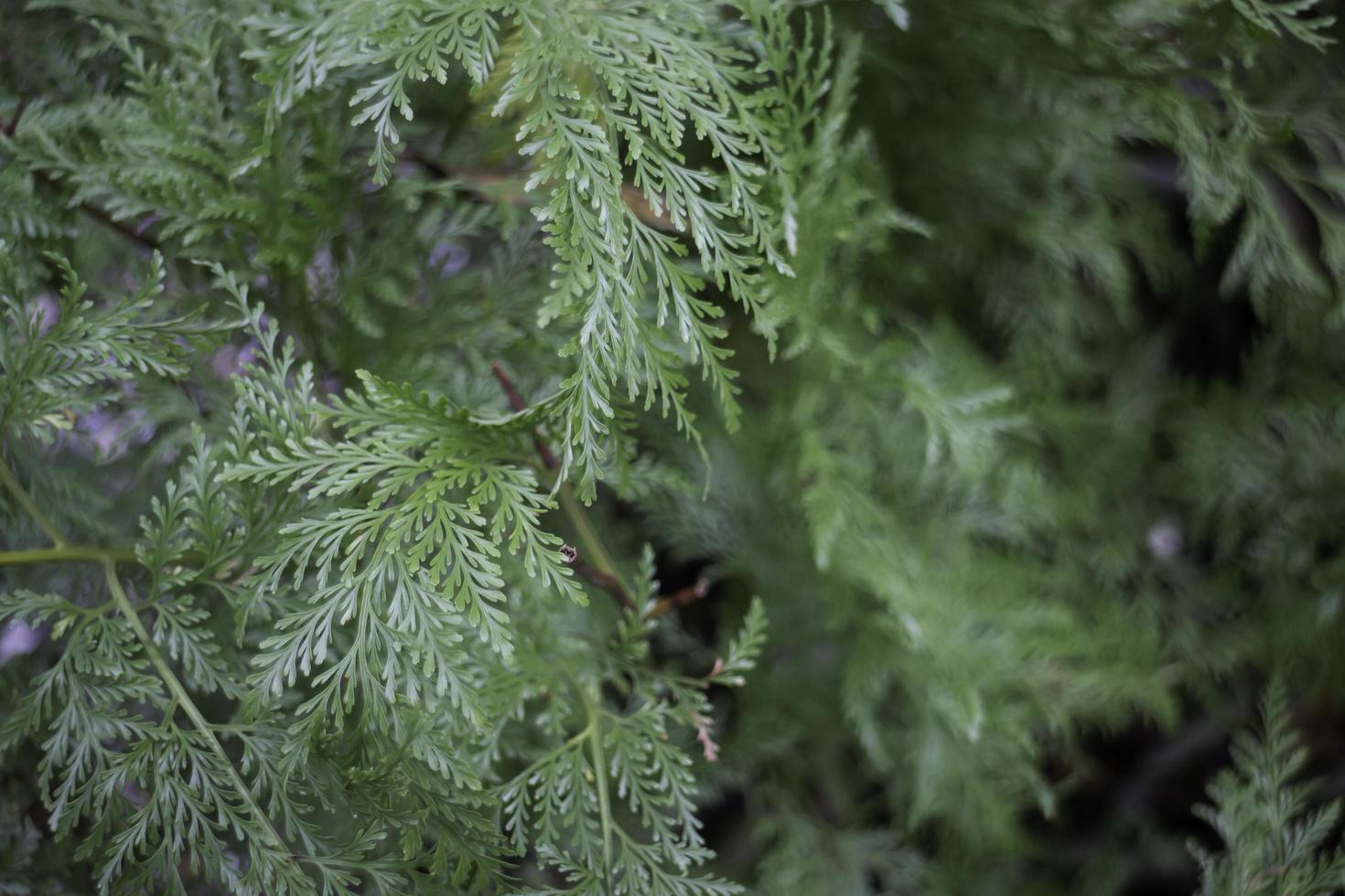 Green fern tree photo