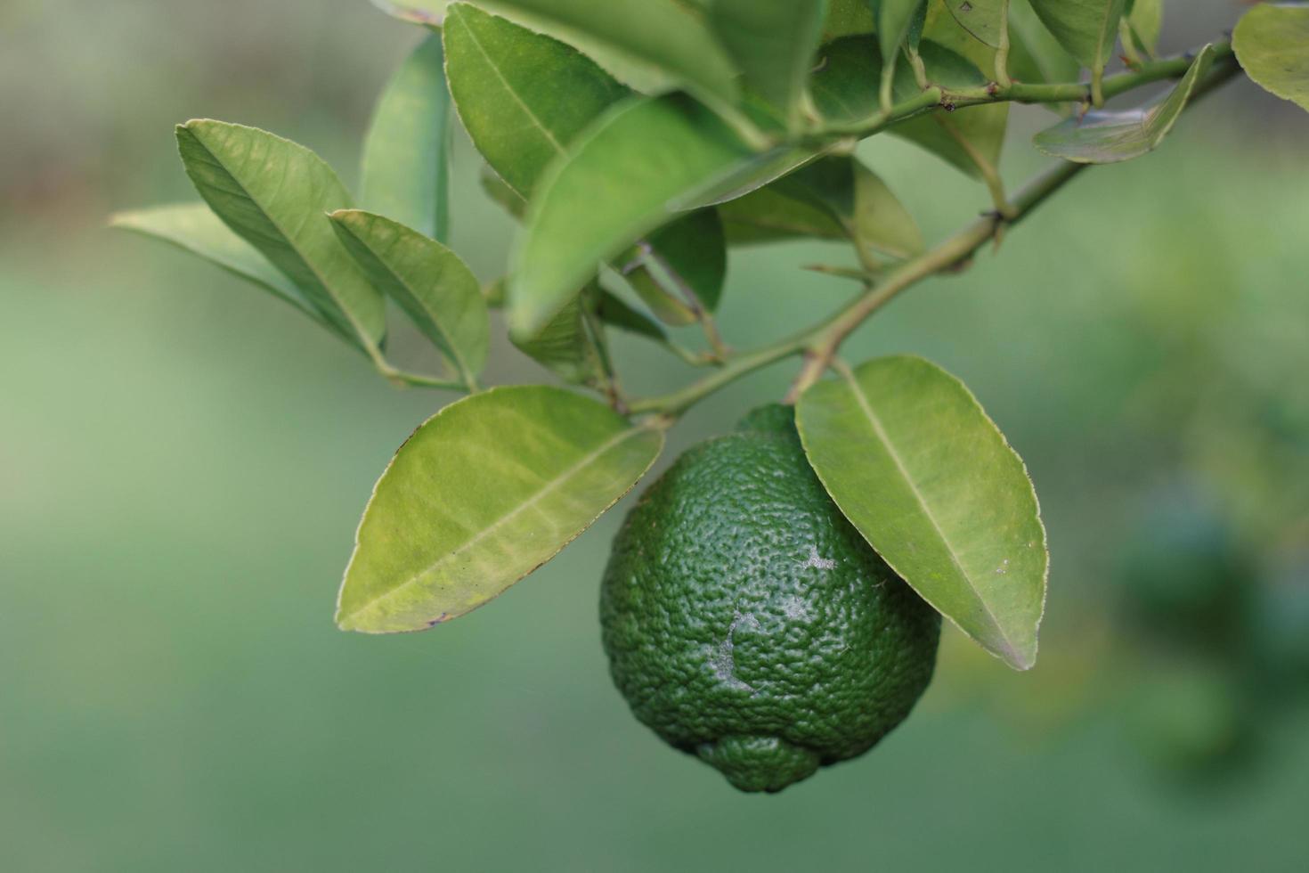 Green lemon or lime on a tree photo