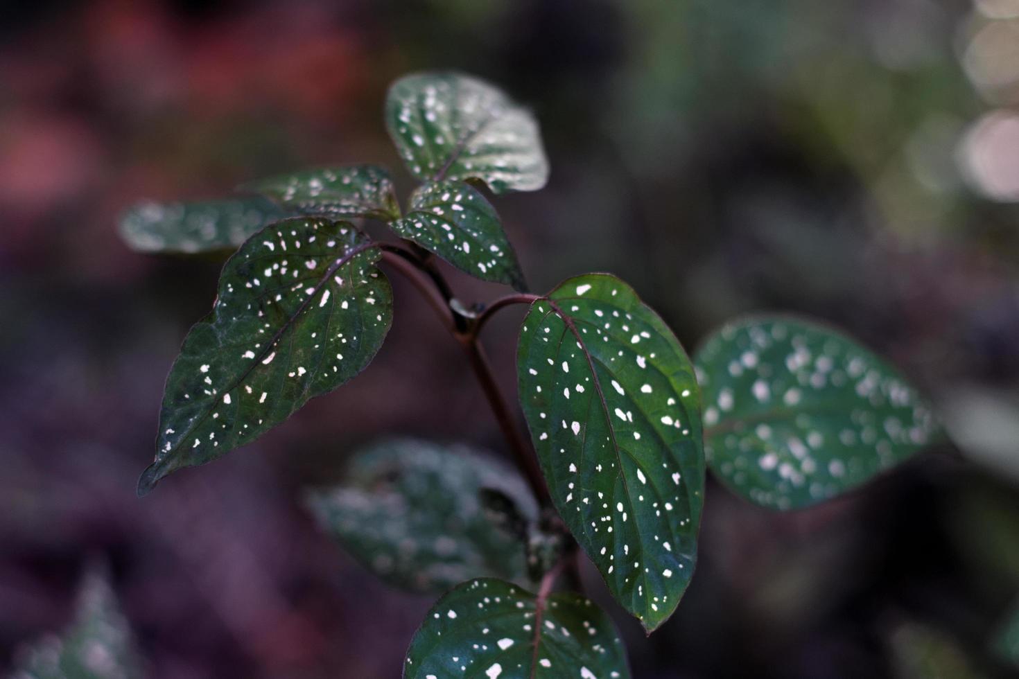 Hypoestes phyllostachya o planta de lunares foto