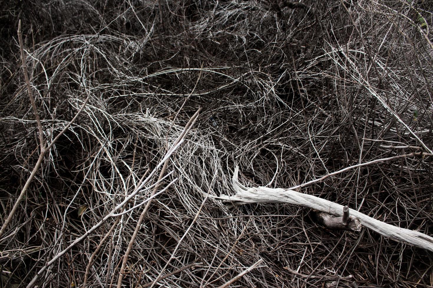 Black and white image of dried sticks and brush photo