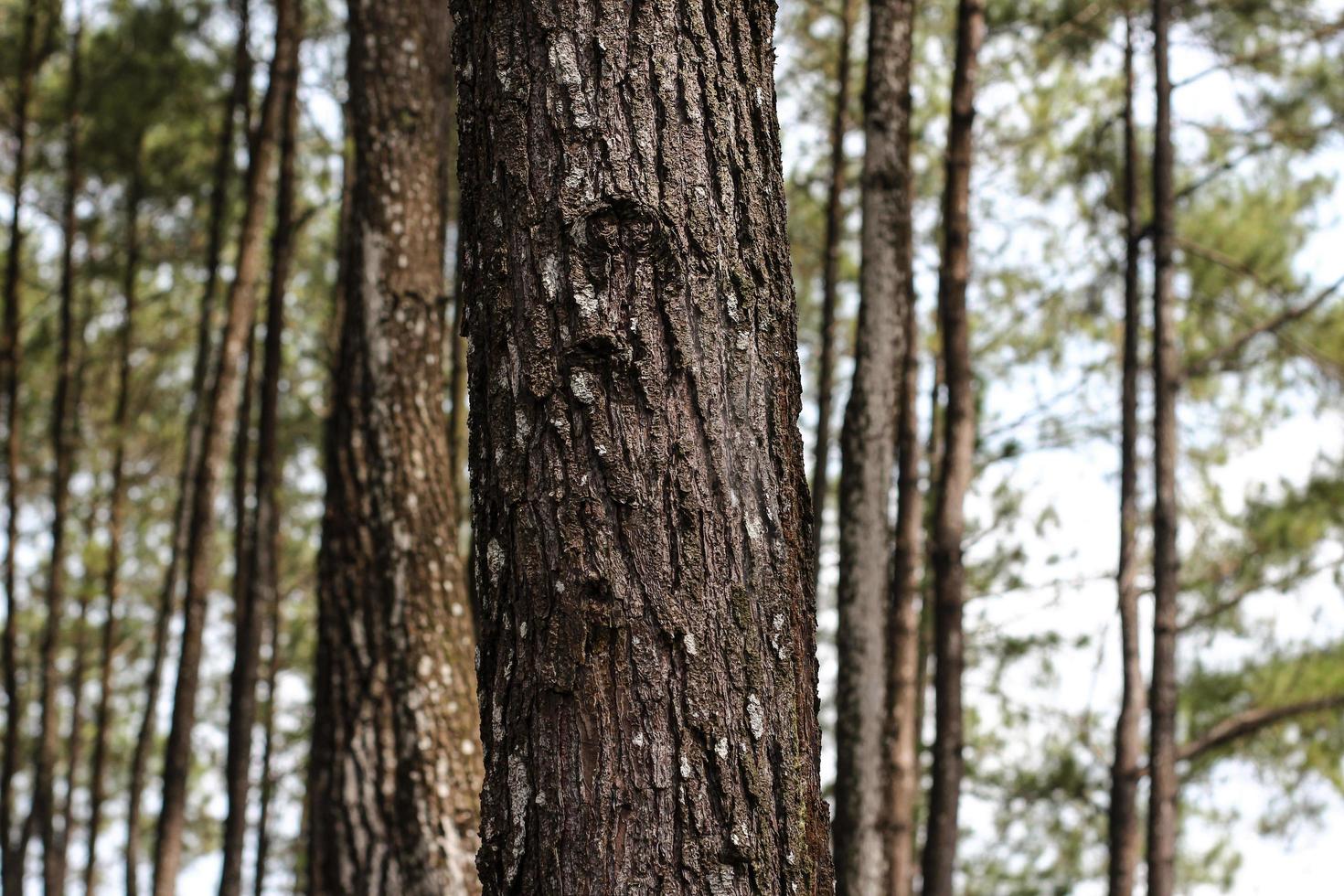 Close-up of a pine tree trunk photo