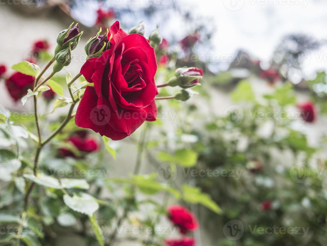 Vista lateral de una rosa roja en un jardín. foto