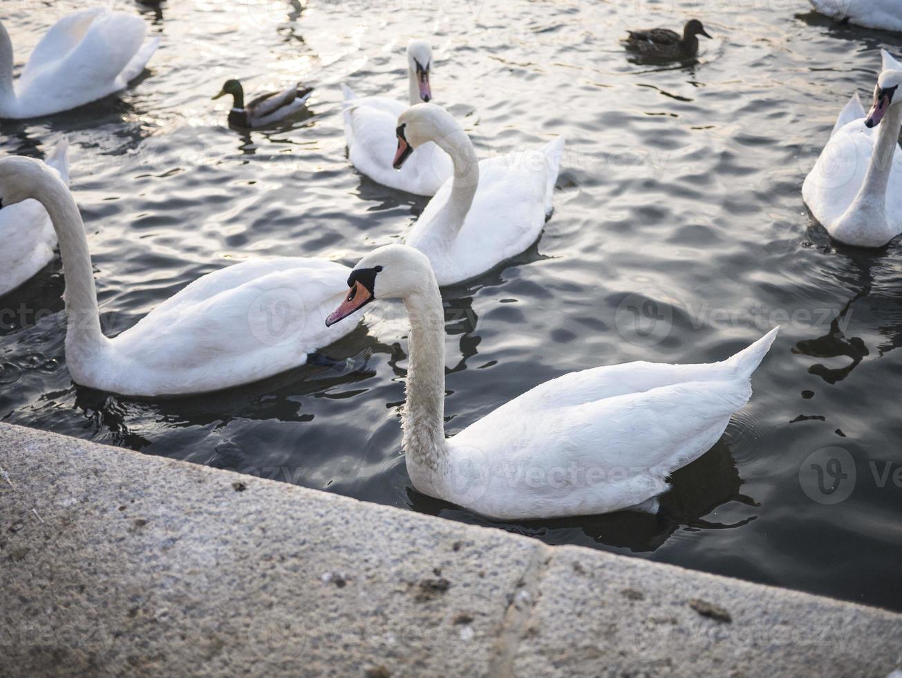 Group of swans in water photo