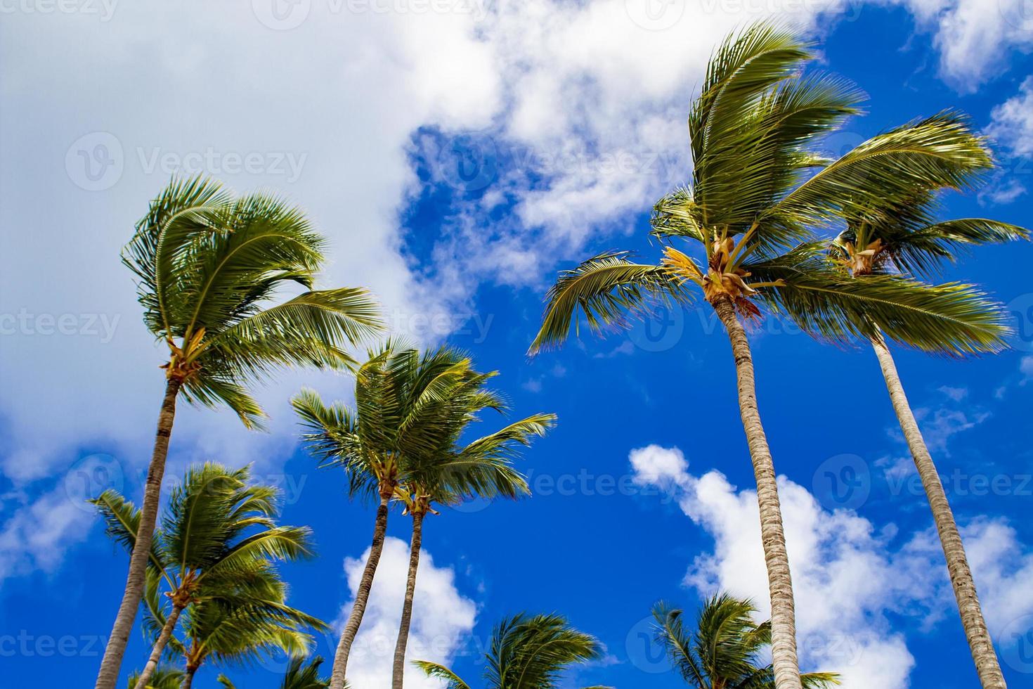 Strong winds sway palm trees photo