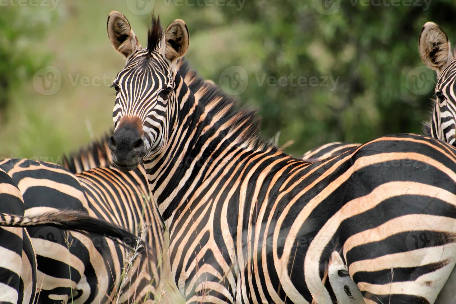 Zebra in Rwanda photo