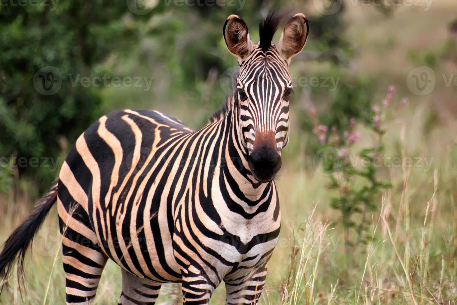 Zebra in Rwanda photo