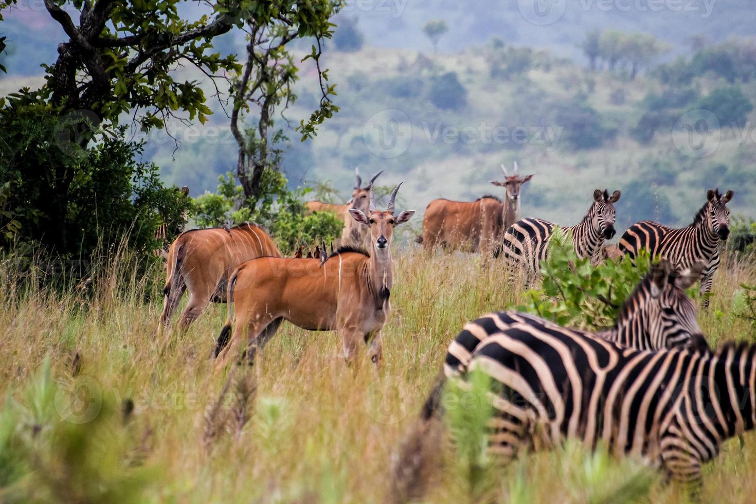 vida silvestre en Ruanda foto