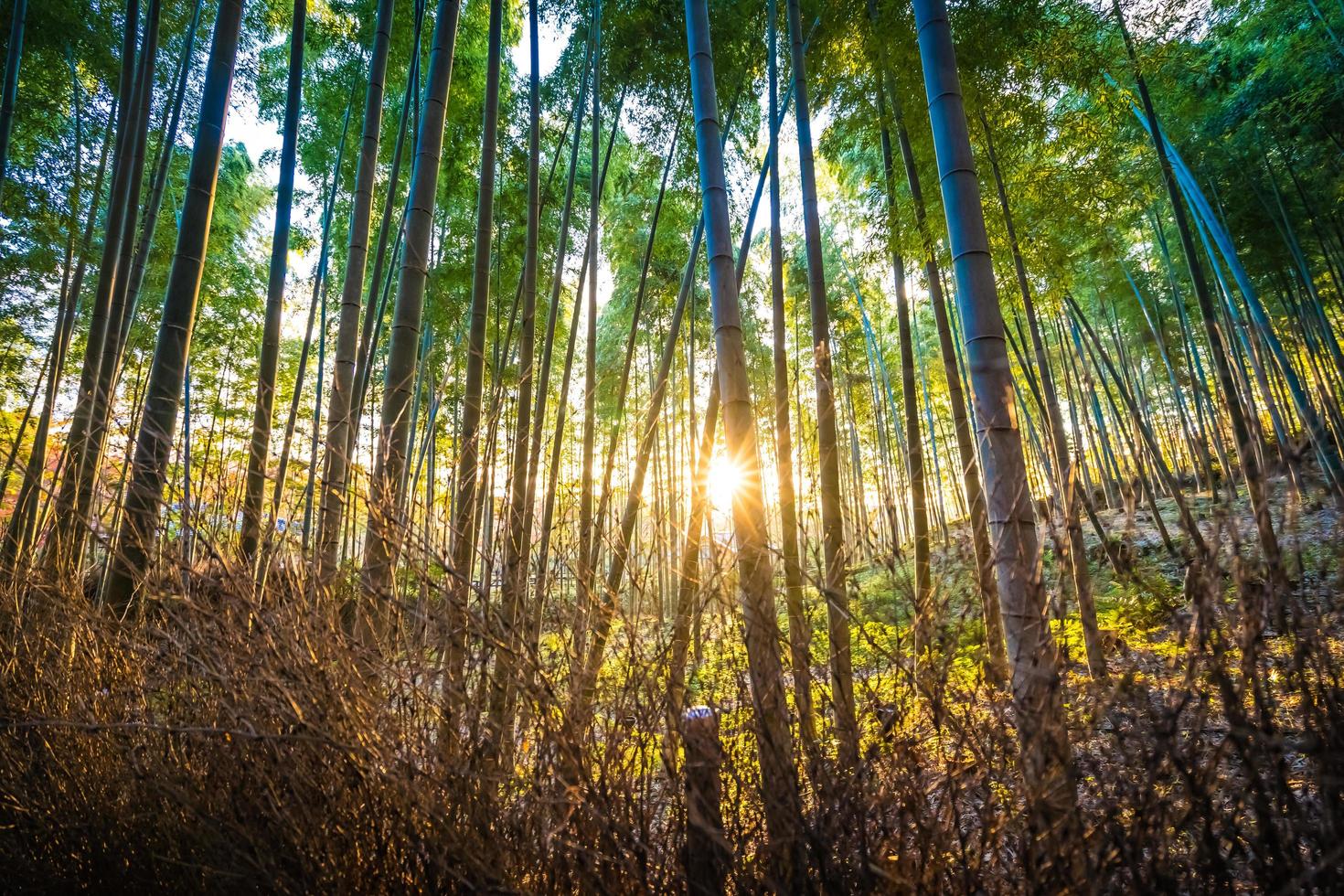 árboles de bambú, en, arashiyama, kyoto, japón foto