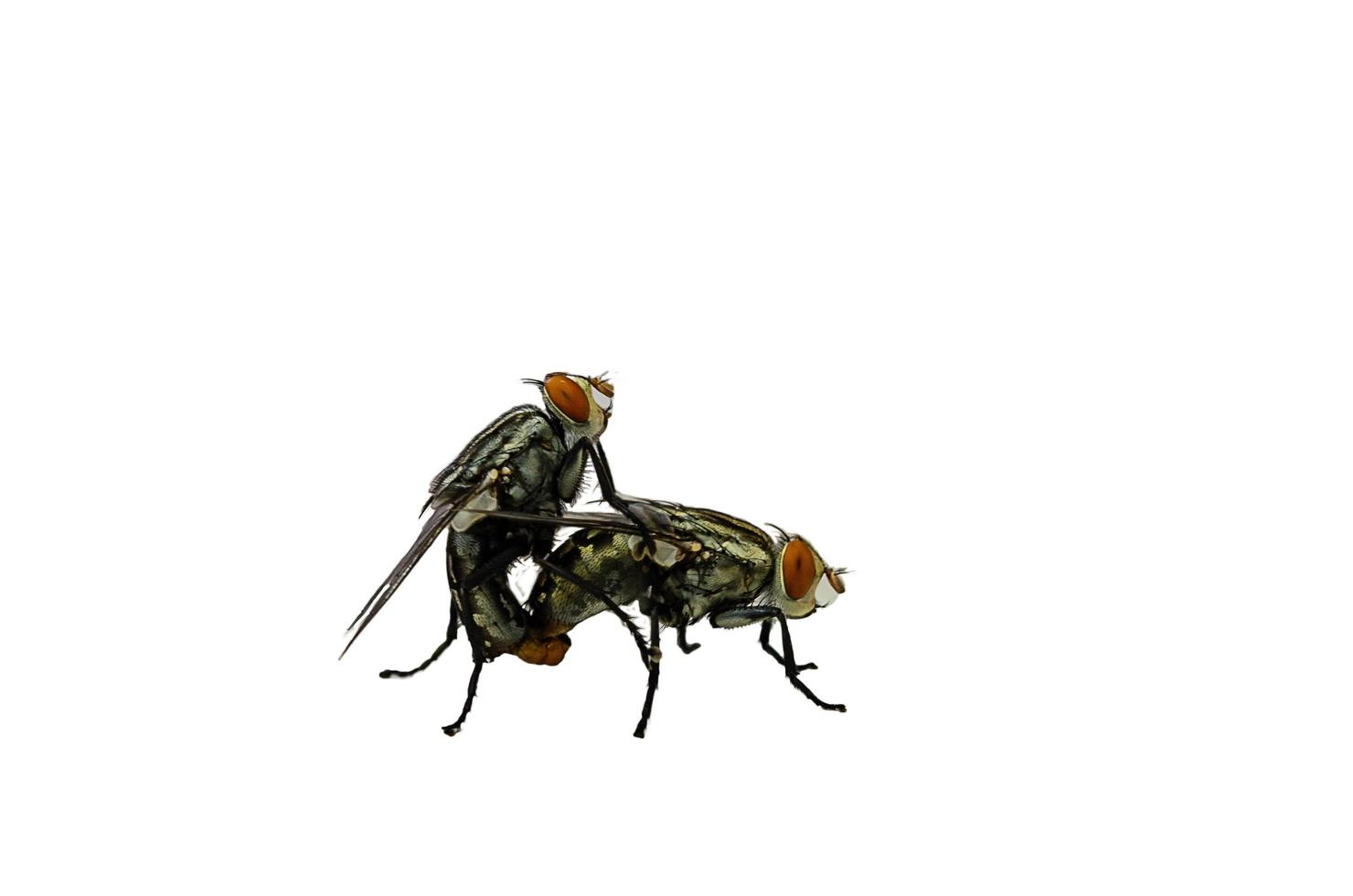 Mating flies on a white background photo
