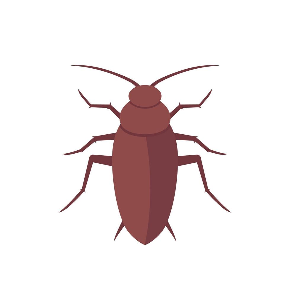 cucaracha, cucaracha aislado en blanco vector