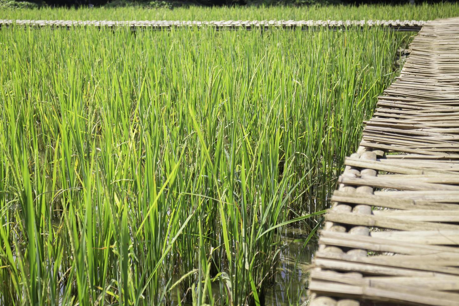 pasarela simple en el campo de arroz de verano foto