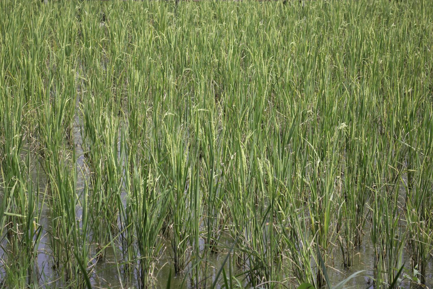 campo de arroz verde foto