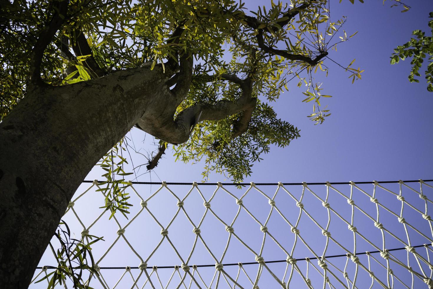 Canopy bridge with trees and blue sky photo