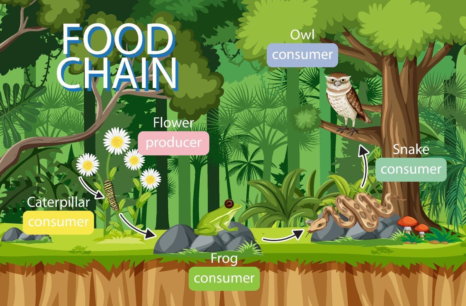 concepto de diagrama de la cadena alimentaria en el fondo del bosque vector
