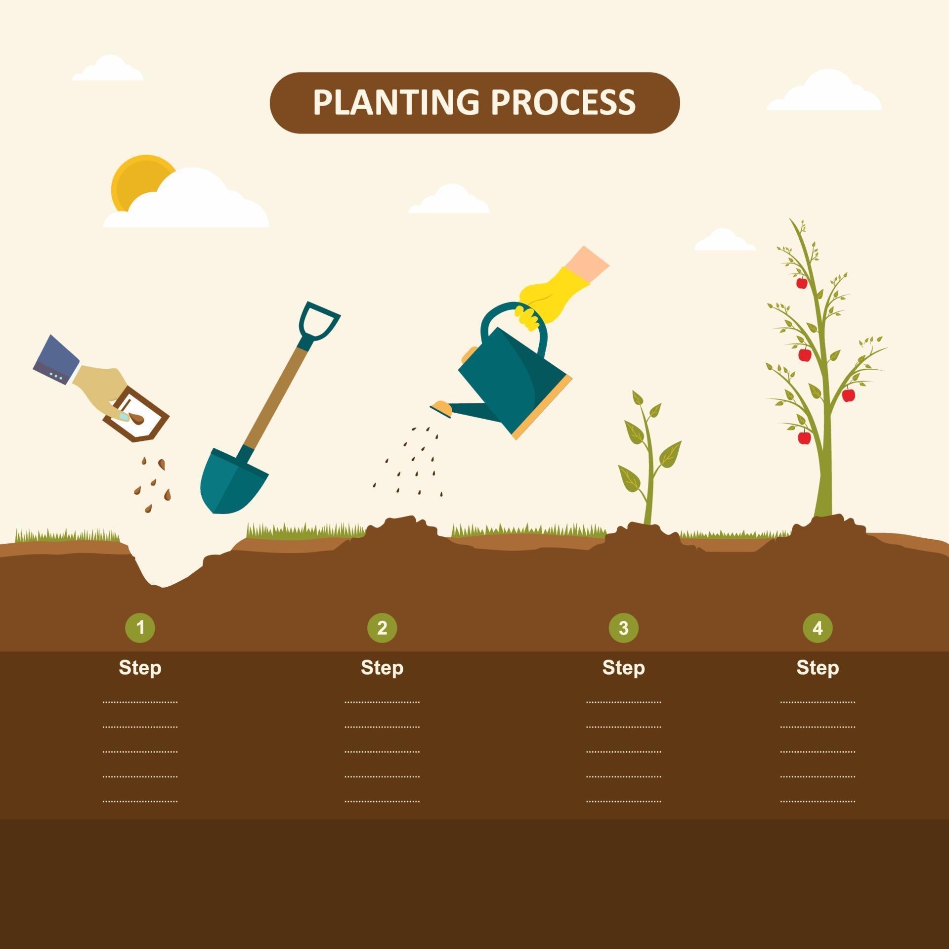 Planting Seed Sprout In Ground How To Grow Tree From The Seed In The