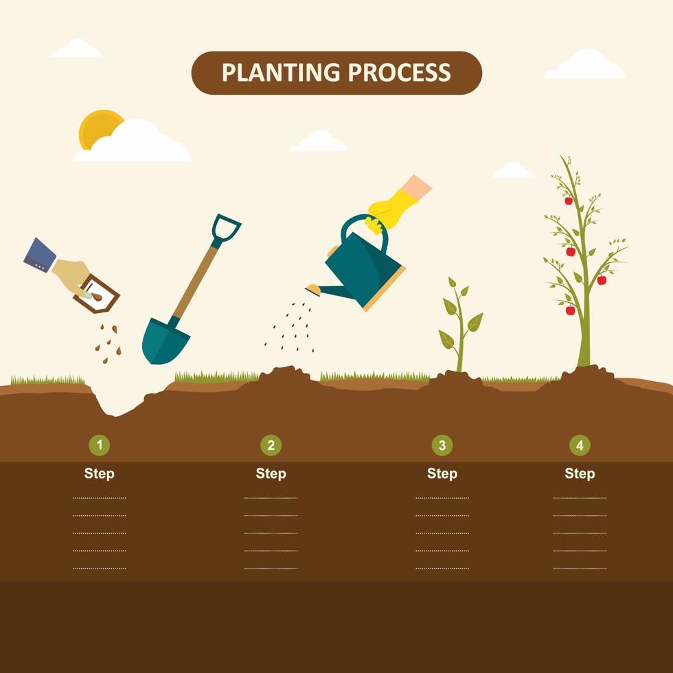 plantando semillas germinadas en el suelo. Cómo cultivar un árbol a partir de la semilla en el jardín fácil paso a paso. manzano, plántula de jardinería. concepto de infografía vectorial del proceso de siembra en diseño plano vector