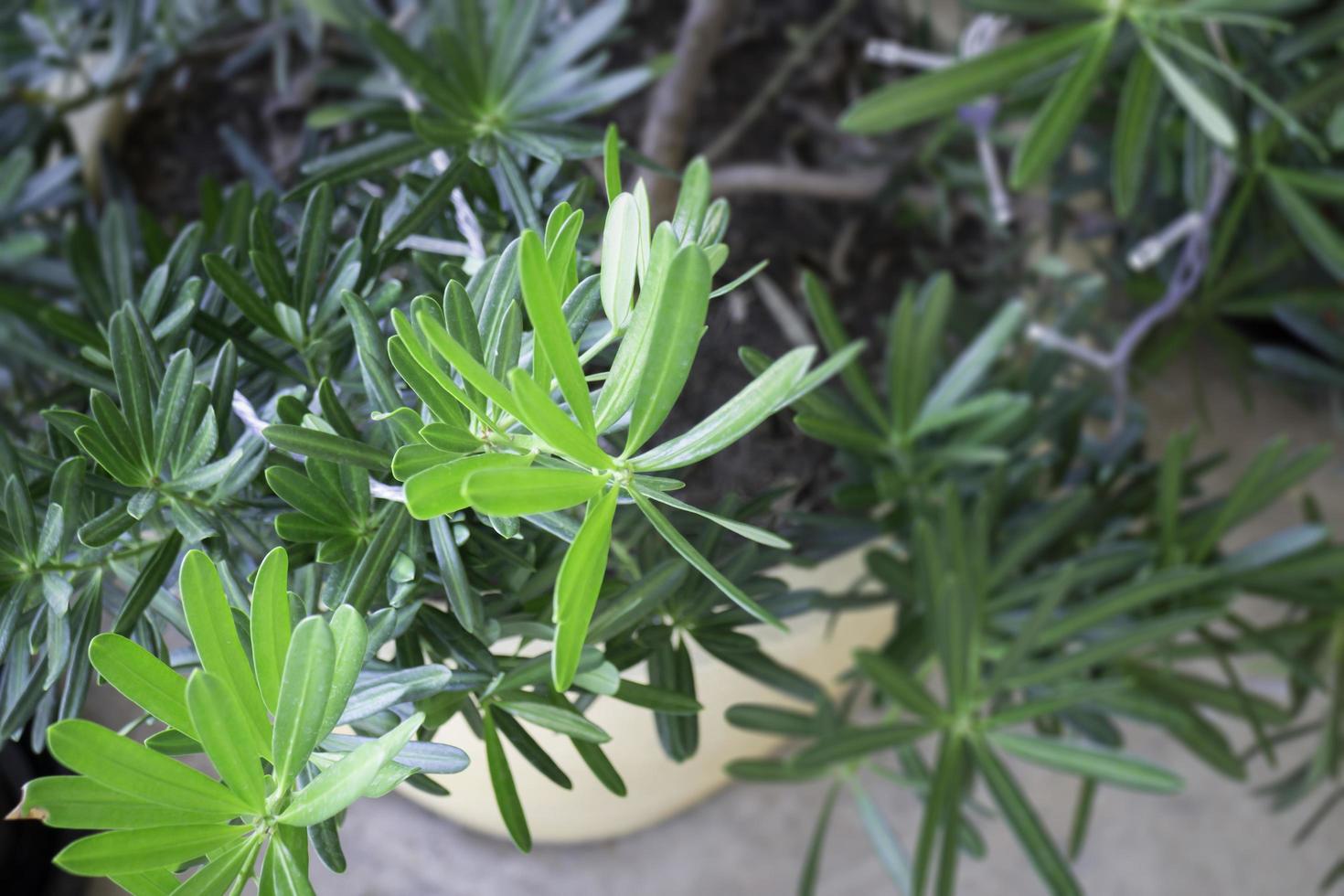 Tree leaves outside photo