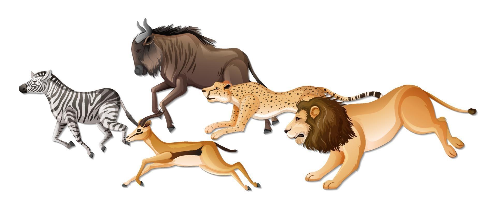 Group of wild African animals on white background vector