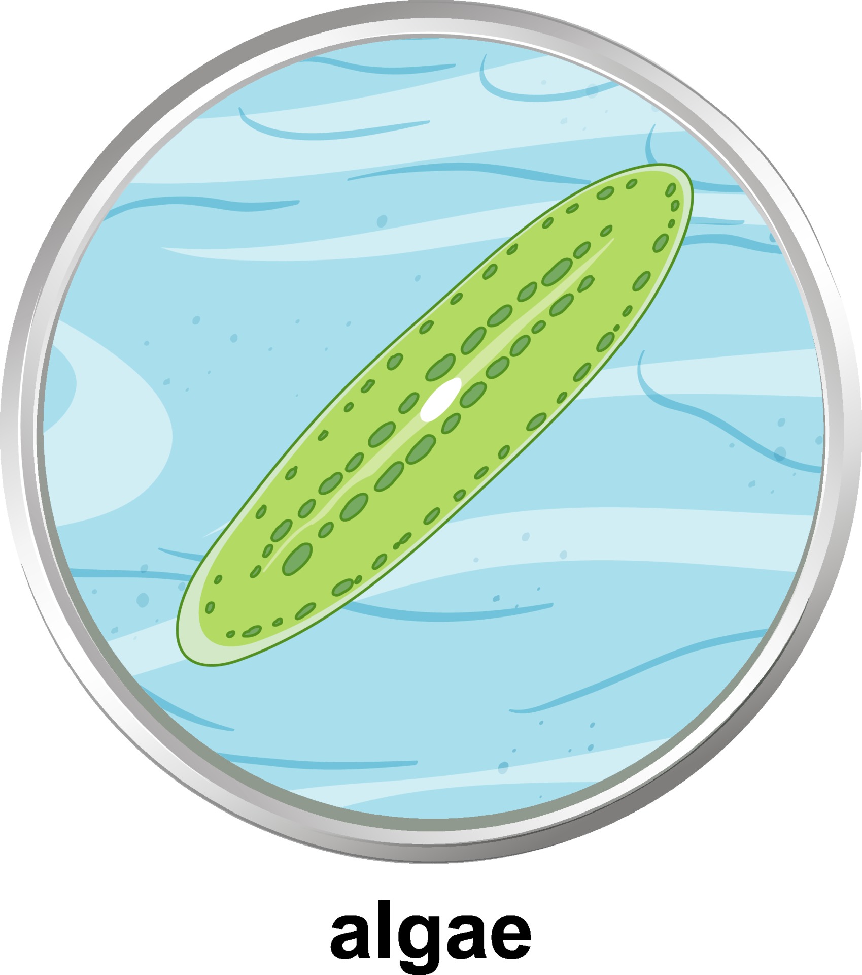 Anatomy structure of Algae on white background 2119954 Vector Art at