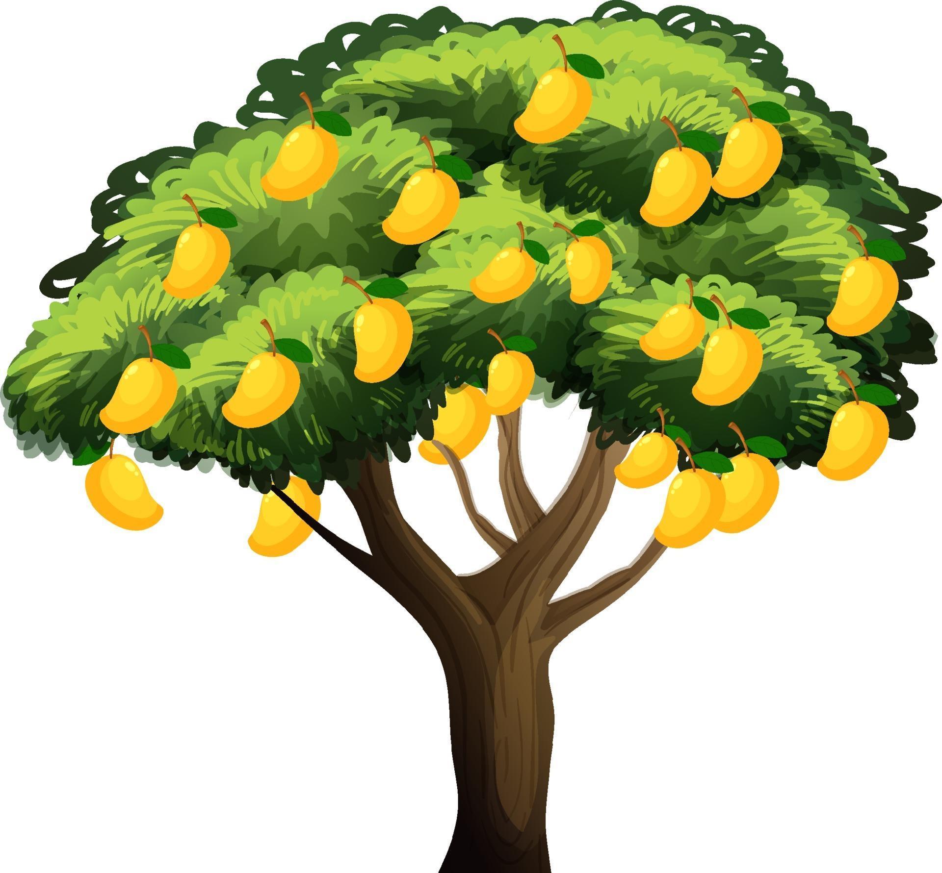 Yellow mango tree isolated on white background 2119972 Vector Art at ...