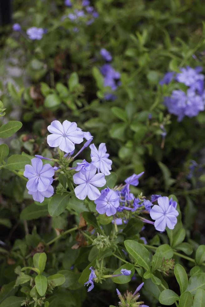 Purple flowers in the garden photo