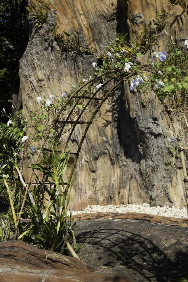 Arch with vines and plants photo