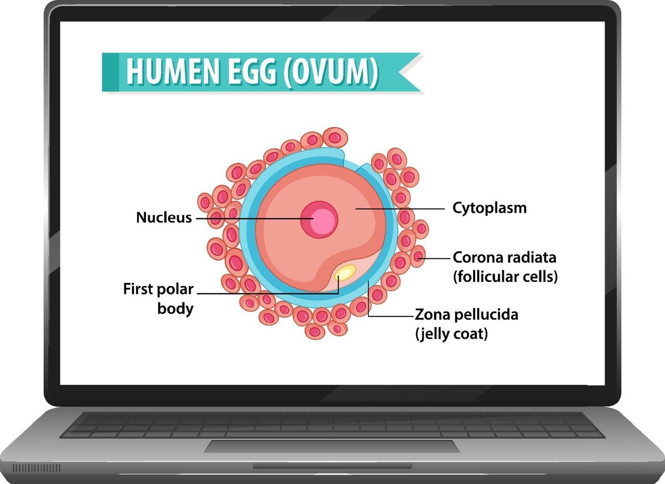 huevo humano en el escritorio del cuaderno vector