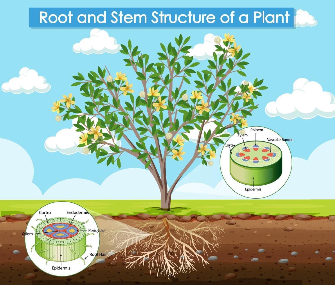 Diagrama que muestra la estructura de la raíz y el tallo de una planta. vector
