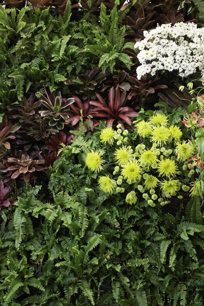 Garden flowers outside photo