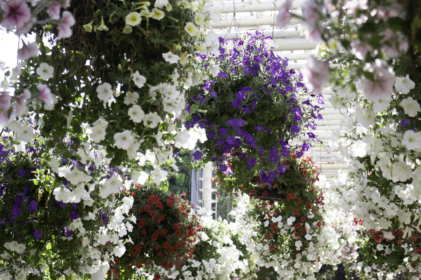 Plants in hanging baskets photo