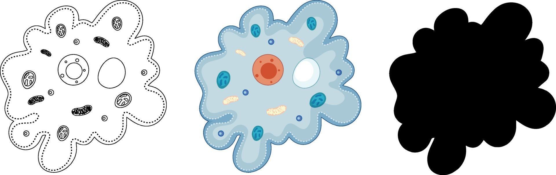 Set of Amoeba in silhouette and doodle on white background vector