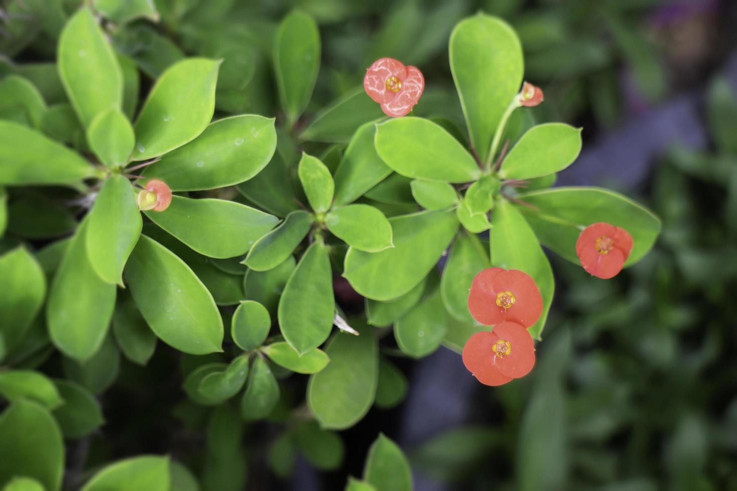 Red flowers on a bush photo
