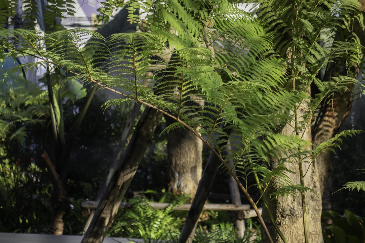 Garden with trees photo