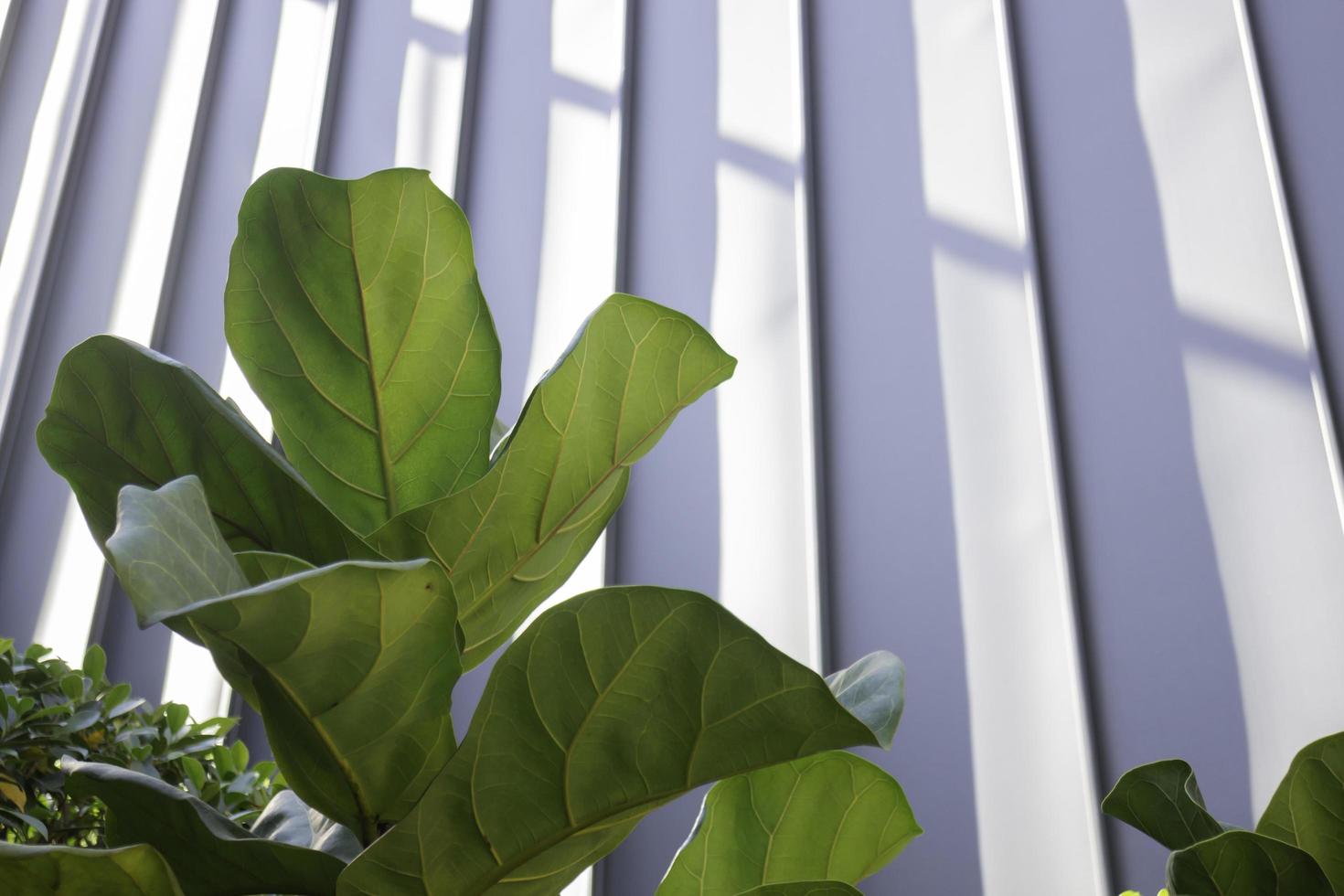 Fiddle leaf fig close up photo