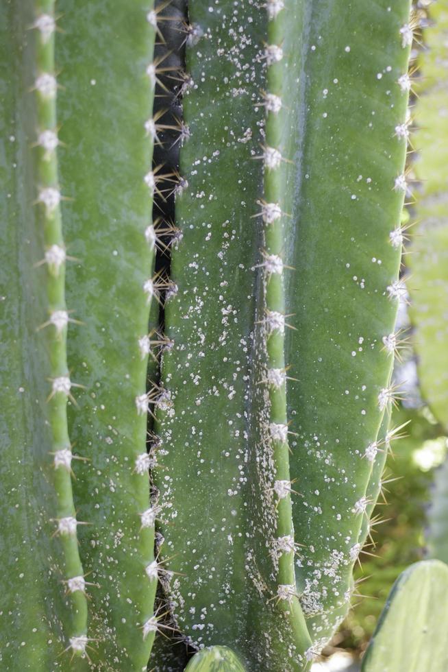 cerca de un cactus foto