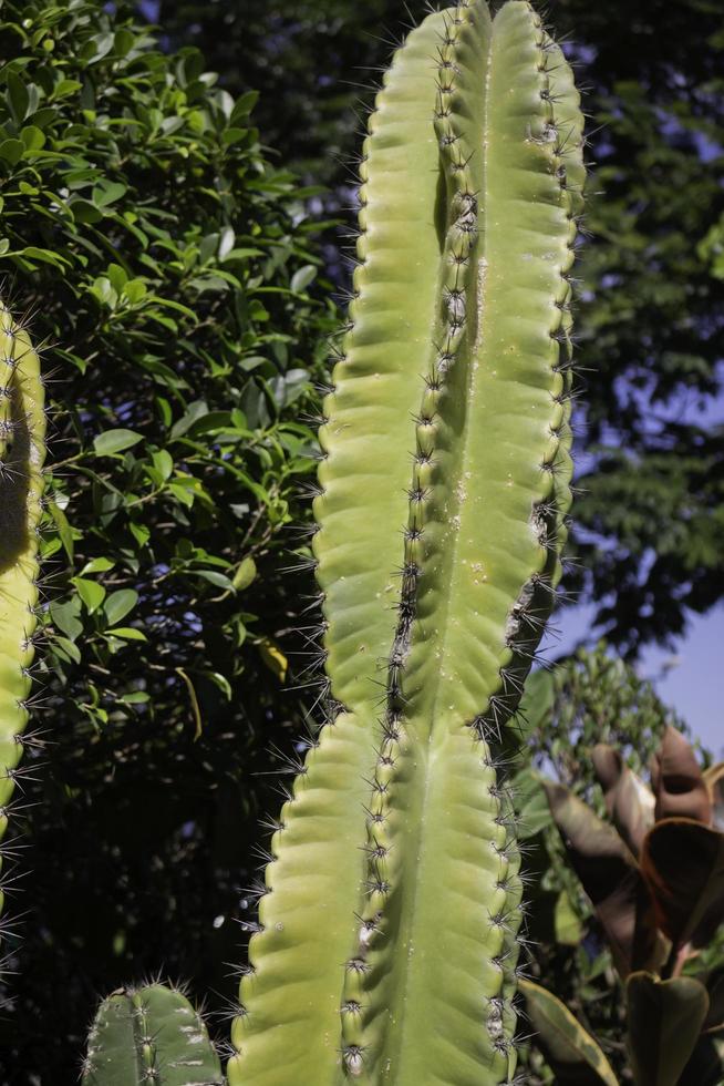 cactus verde alto foto