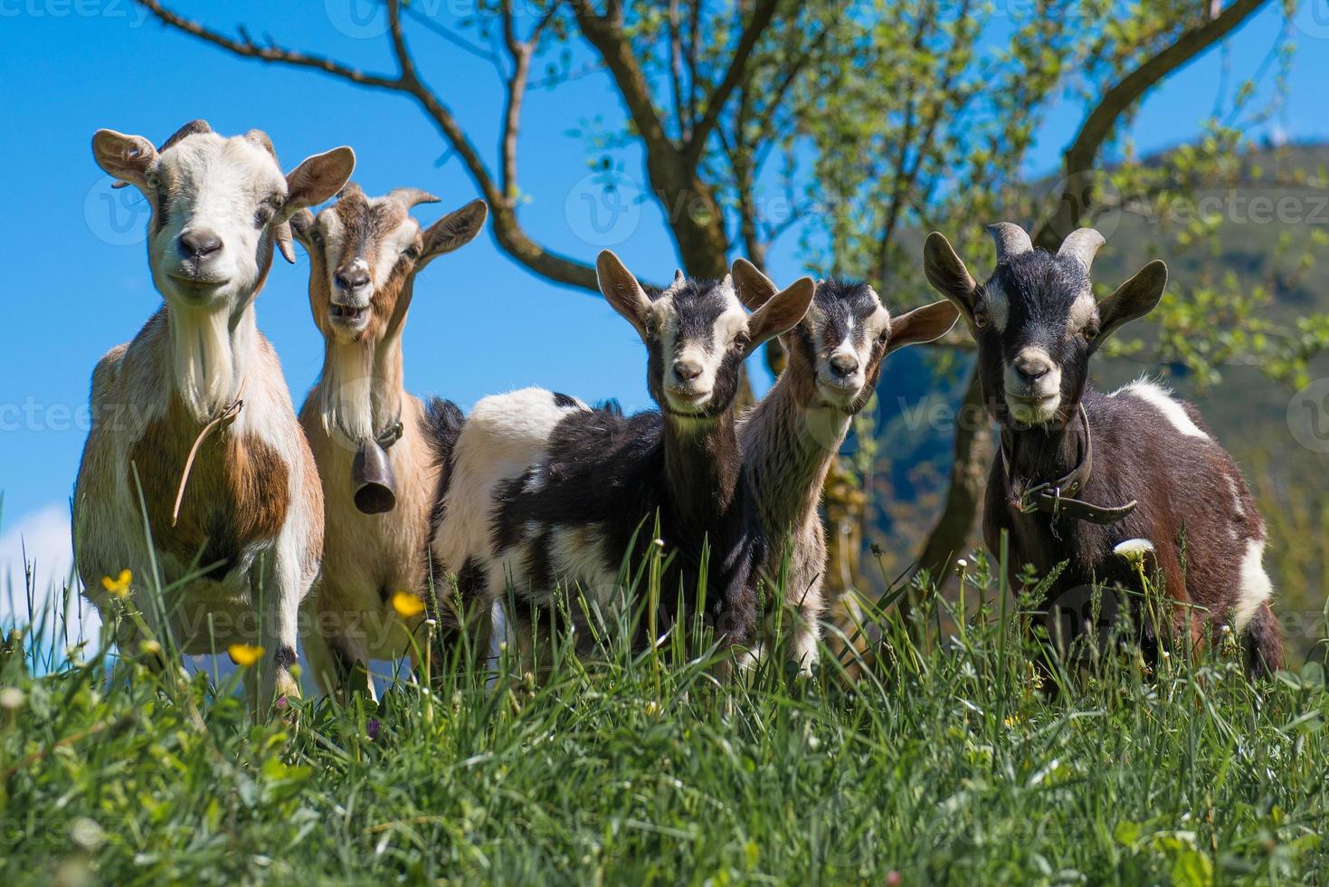 Goats in the meadow photo
