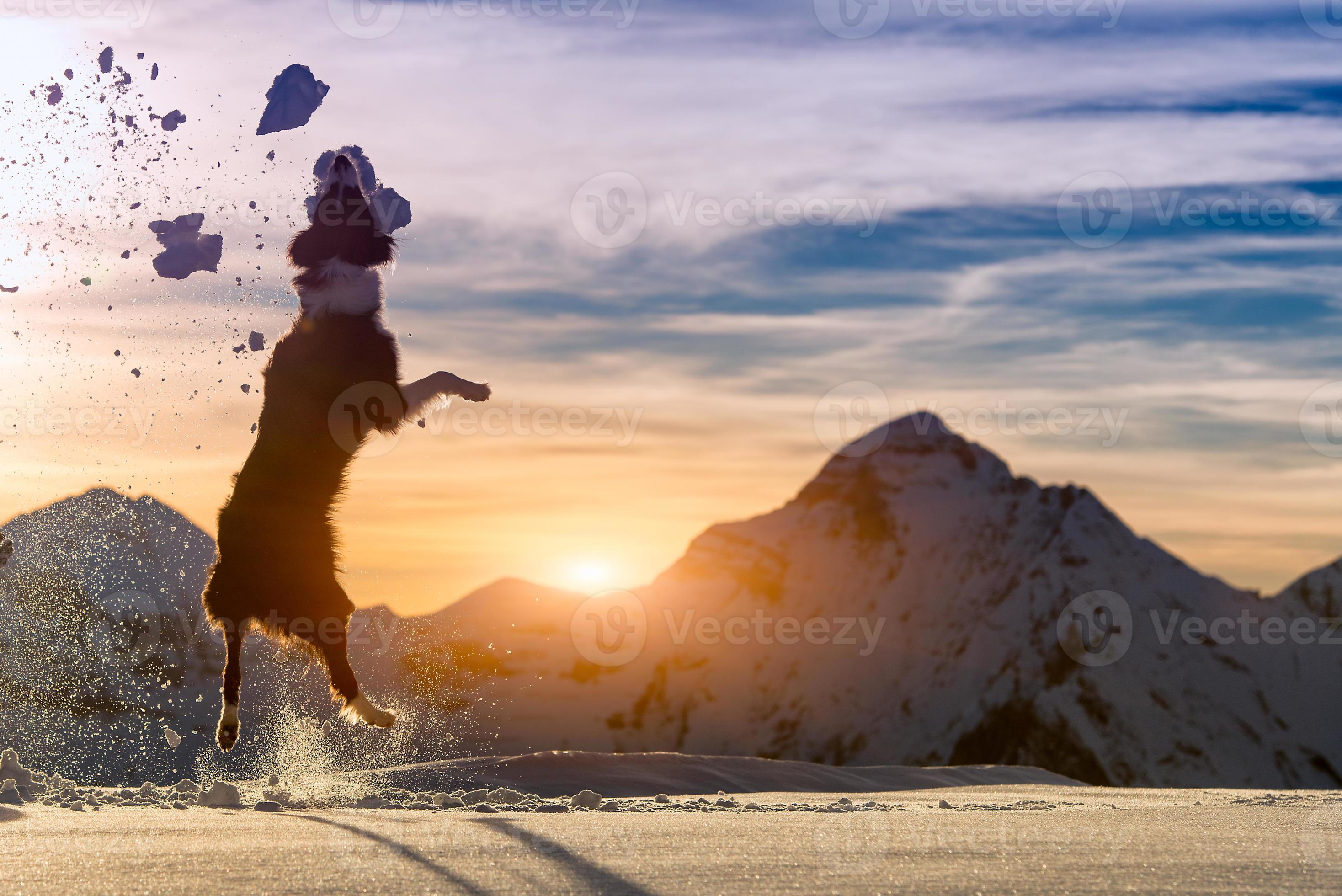 Border collie jumps in the snow photo