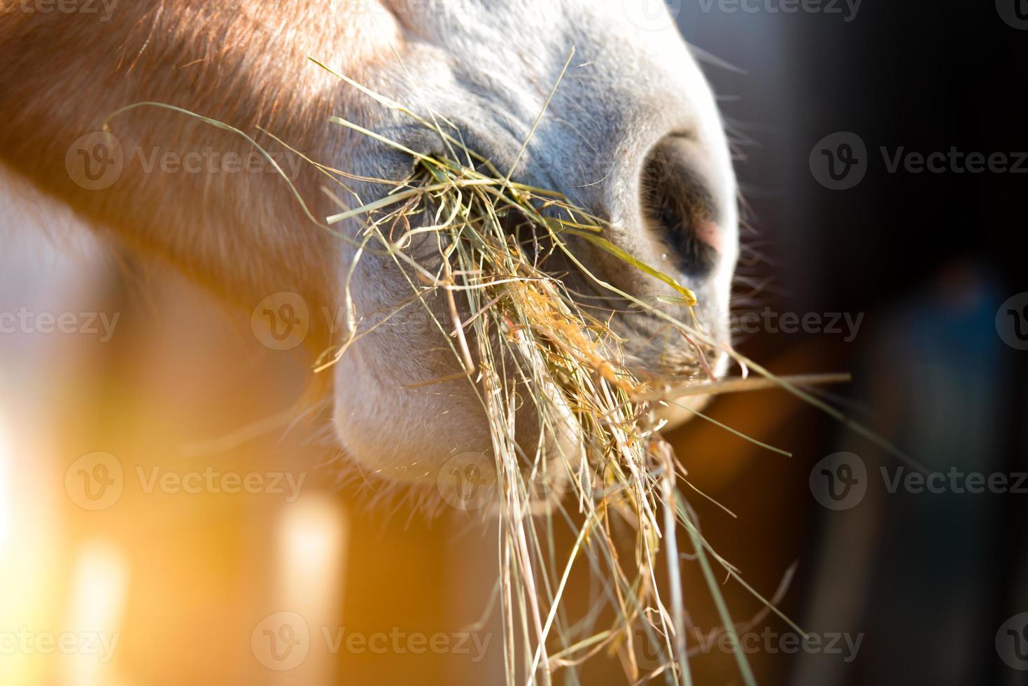 Horse eating grass photo