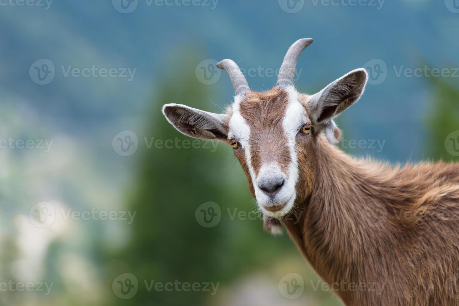 A goat looks at us photo