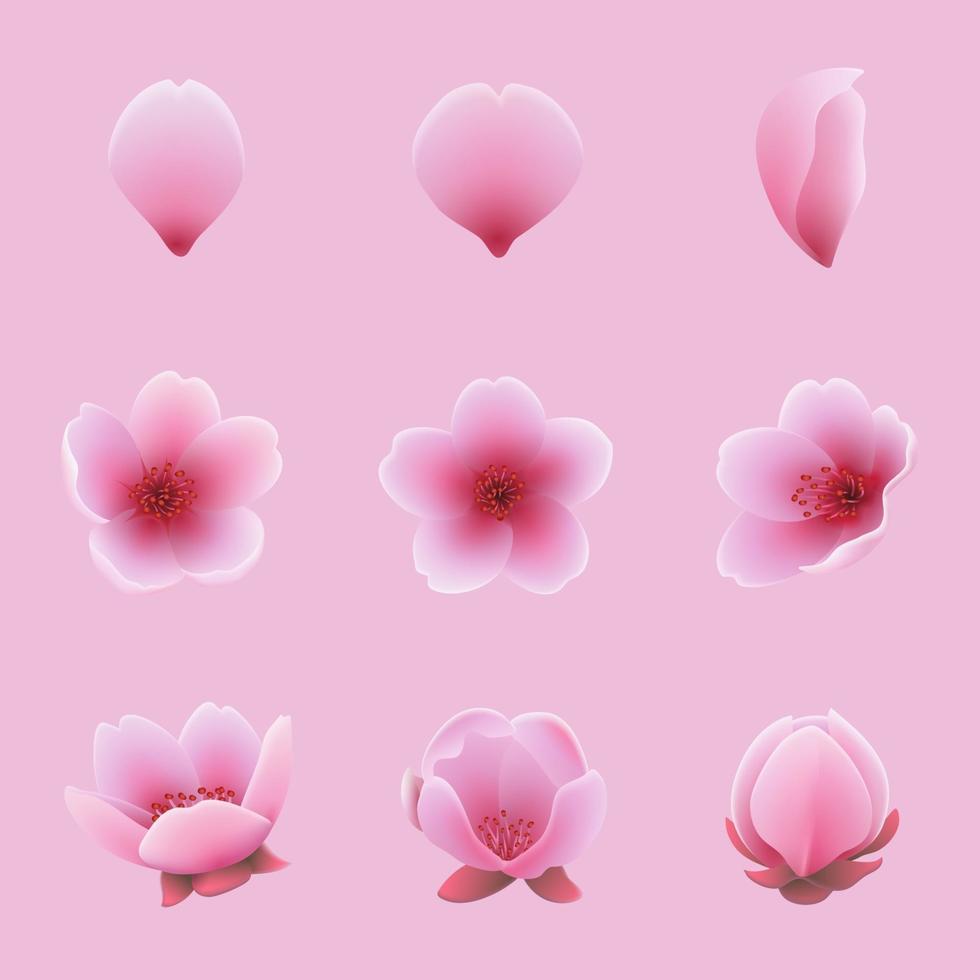 Realistic cherry blossom flower set vector