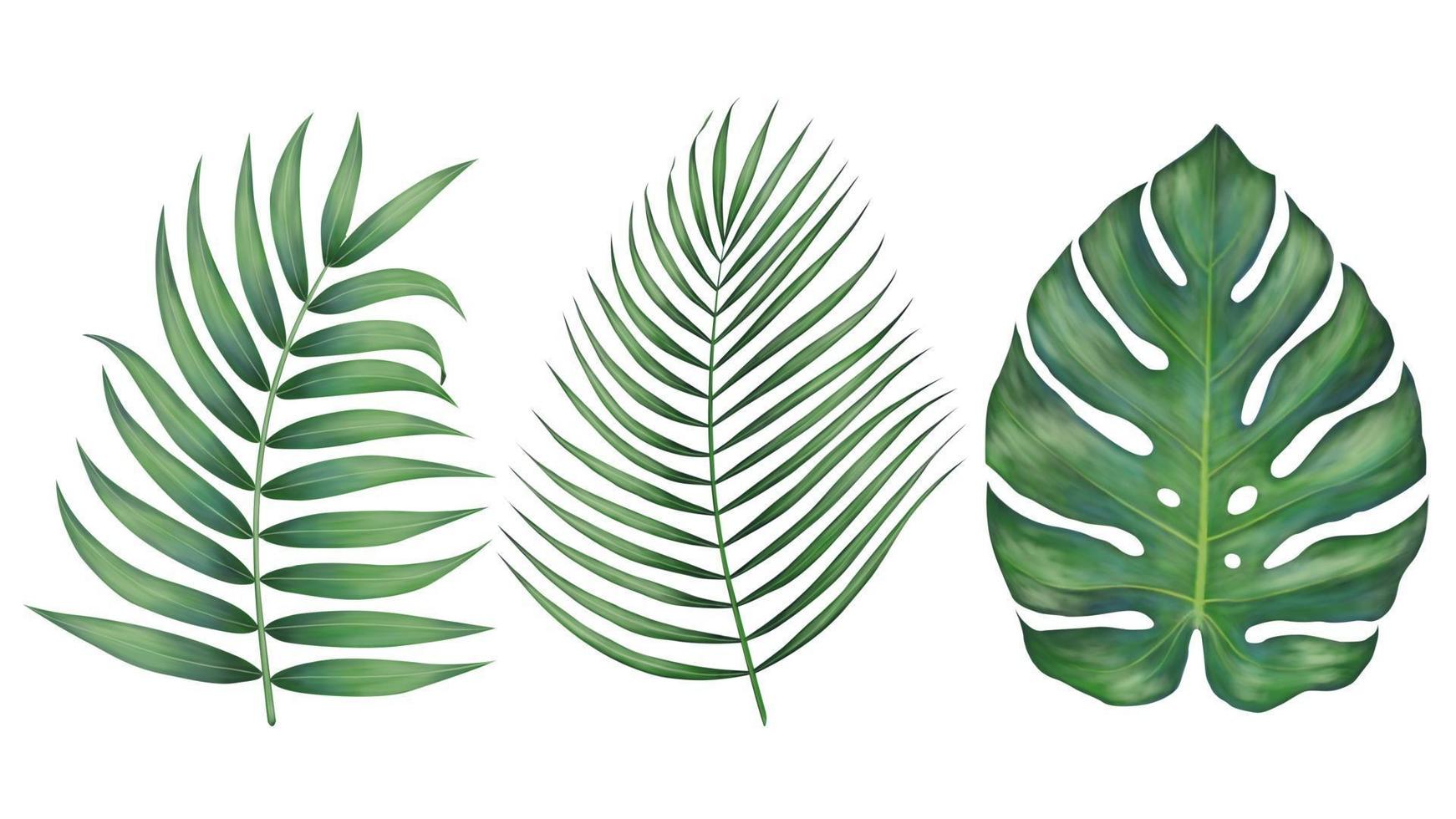 Realistic beautiful tropical leaves vector