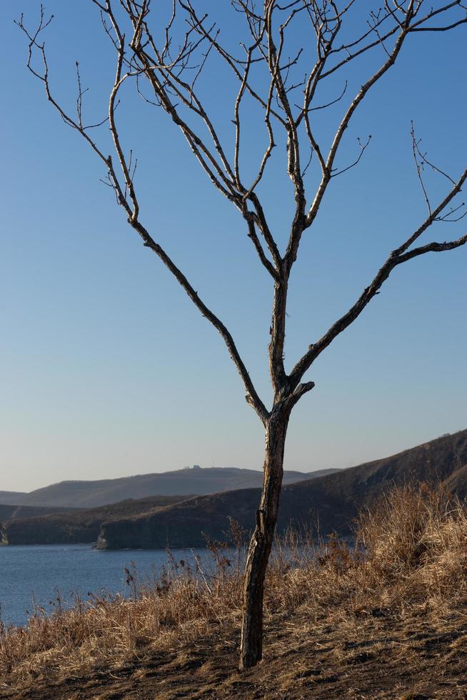 Seascape of a bare tree on a hill next to body of water in Vladivostok, Russia photo