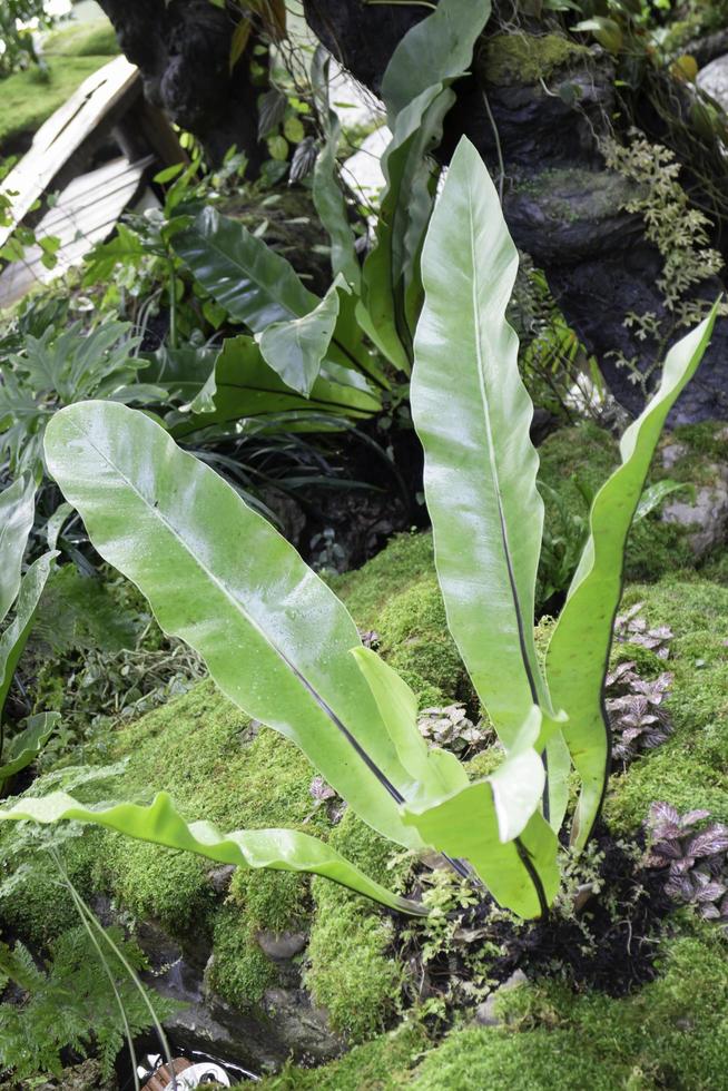 planta de banano en el jardín foto