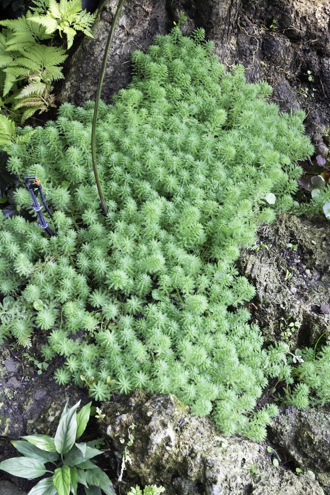 Plants in the garden photo