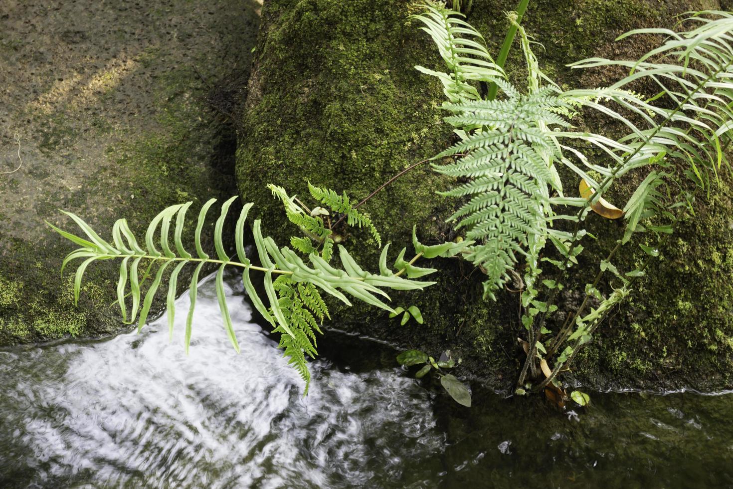 Ferns in the garden photo