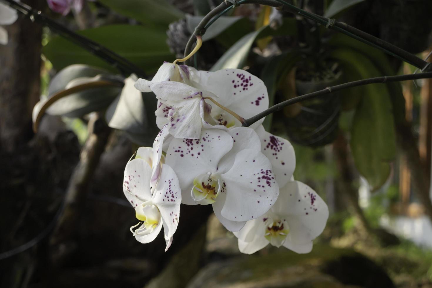 Orchids in the garden photo