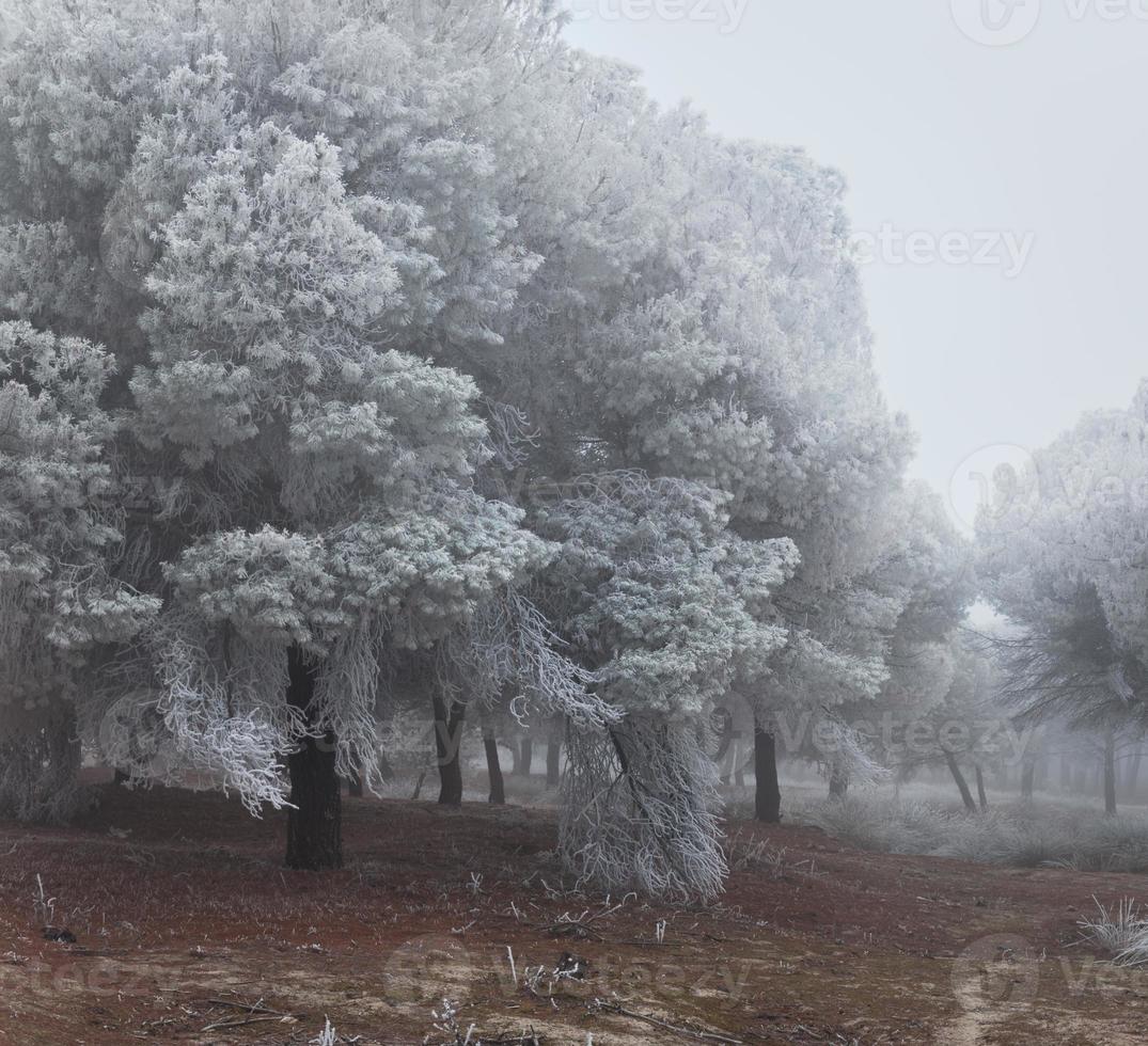 Un bosque de pinos congelado una mañana de invierno en Castilla foto