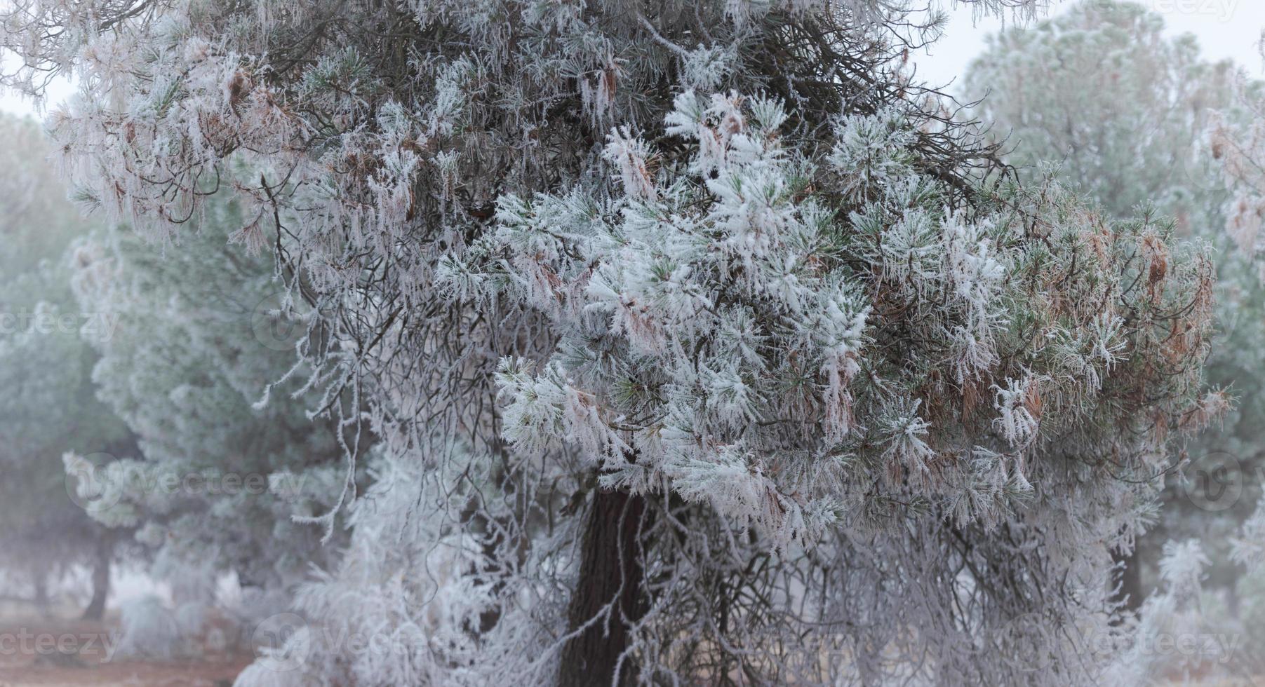 Un bosque de pinos congelado una mañana de invierno en Castilla foto