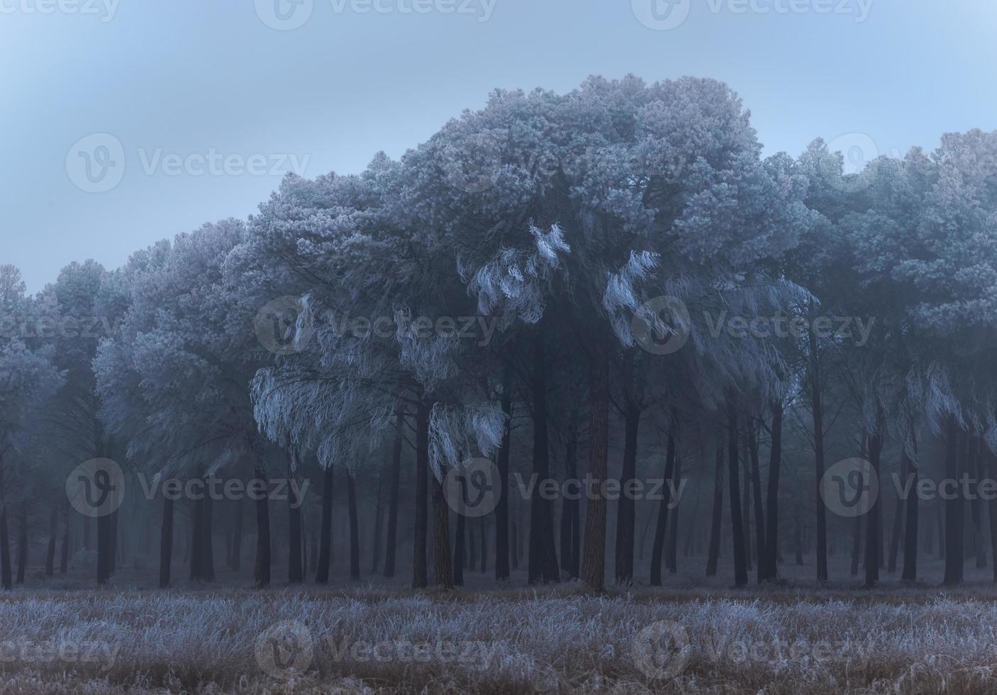 Un bosque de pinos congelado una mañana de invierno en Castilla foto